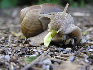 Weinbergschnecke bei der Nahrungsaufnahme.