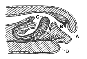 Schematische Ansicht der Radula und beteiligter Organe.