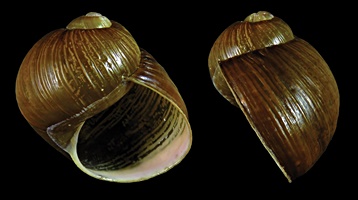 Cantareus apertus