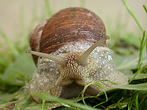 Weinbergschnecke schumt zur Abwehr.