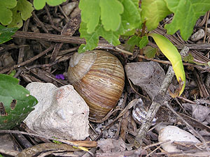 Trockenruhende Weinbergschnecke.