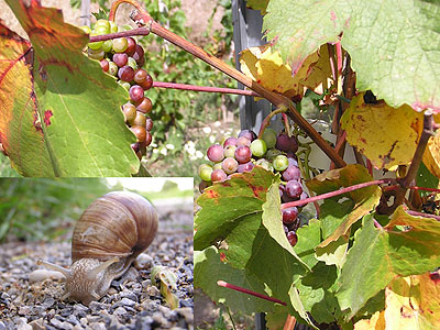 Roman snail (Helix pomatia)