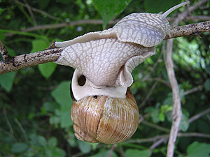 Weinbergschnecke wendet auf einem dnnen Ast.